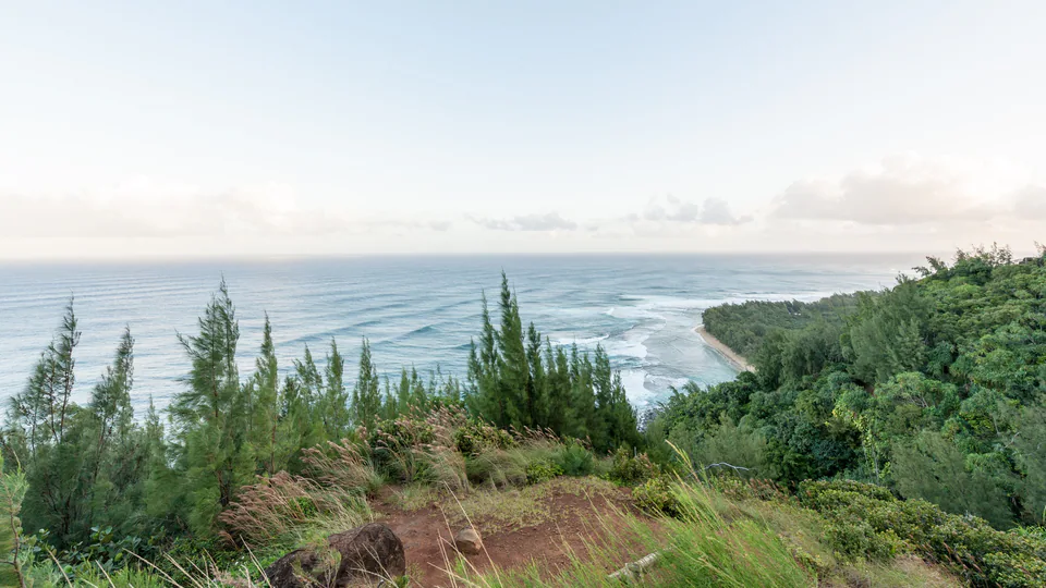 Wildflowers above a quiet sea cliff