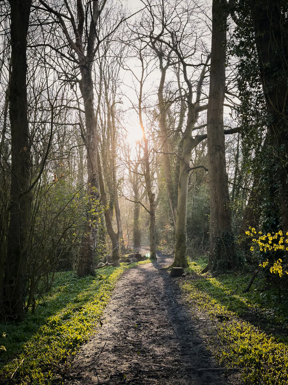 A sunlit path through a green woodland